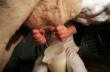 Quote latte: Italia indagata dall’Ue
