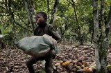 Strasburgo: “Stop a lavoro minorile e tratta di schiavi nei campi di cacao!”