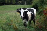“Striscia la Notizia” denuncia la “via-crucis” delle mucche da macello