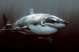 La “Grande Balla” dello spread – Lo squalo che divora l’Europa
