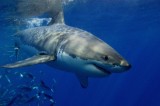 Gli squali europei chiedono “asilo politico”