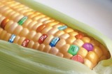 Francia: l’Ue sospenda la coltura del Mais OGM Mon810