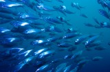 Pesca: il “no” del Ministro Catania all’obbligo Ue di sbarco dei sottotaglia